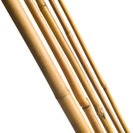 Tuteur bambou naturel - H60 cm x Ø6-8 mm - 10 x 2