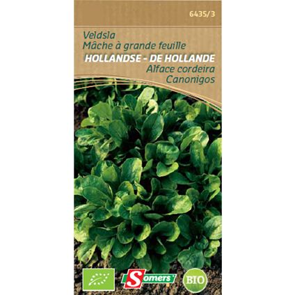 Sachet graines mâche à grande feuilles Somers 'Hollande'