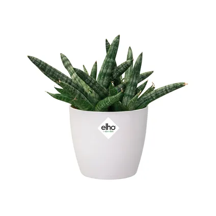 Pot de fleurs Elho brussels rond mini Ø12,5cm blanc 10