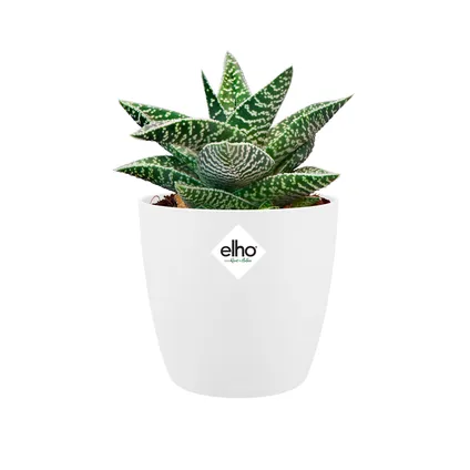 Pot de fleurs Elho brussels rond mini Ø12,5cm blanc 11