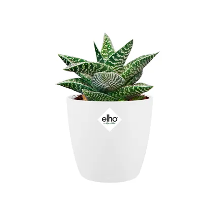 Pot de fleurs Elho brussels rond mini Ø12,5cm blanc 12