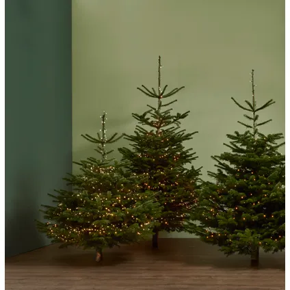 Kerstboom Nordmann gekapt - A-kwaliteit - ↕80-100cm 3