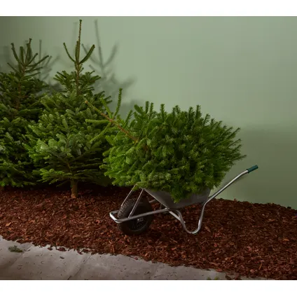 Kerstboom Nordmann gekapt - A-kwaliteit - ↕80-100cm 4