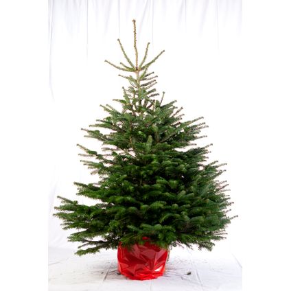Kerstboom Nordmann in pot - A-kwaliteit - ↕100-125cm