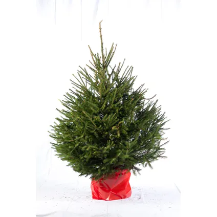 Kerstboom Nordmann in pot - A-kwaliteit - ↕100-125cm 2