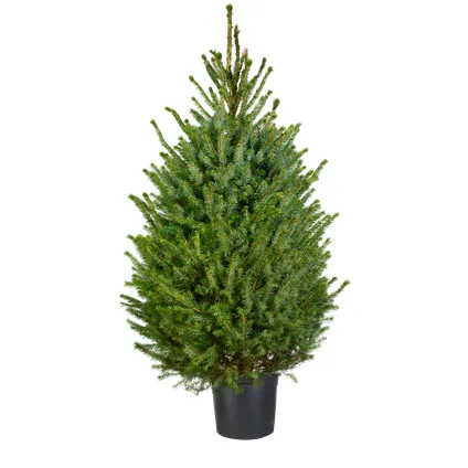 Kerstboom Omorika in pot - A-kwaliteit - ↕80-100cm