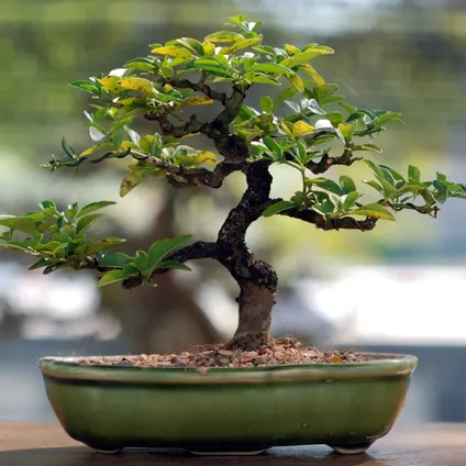 Terreau bonsaï Compo Sana 5L 2