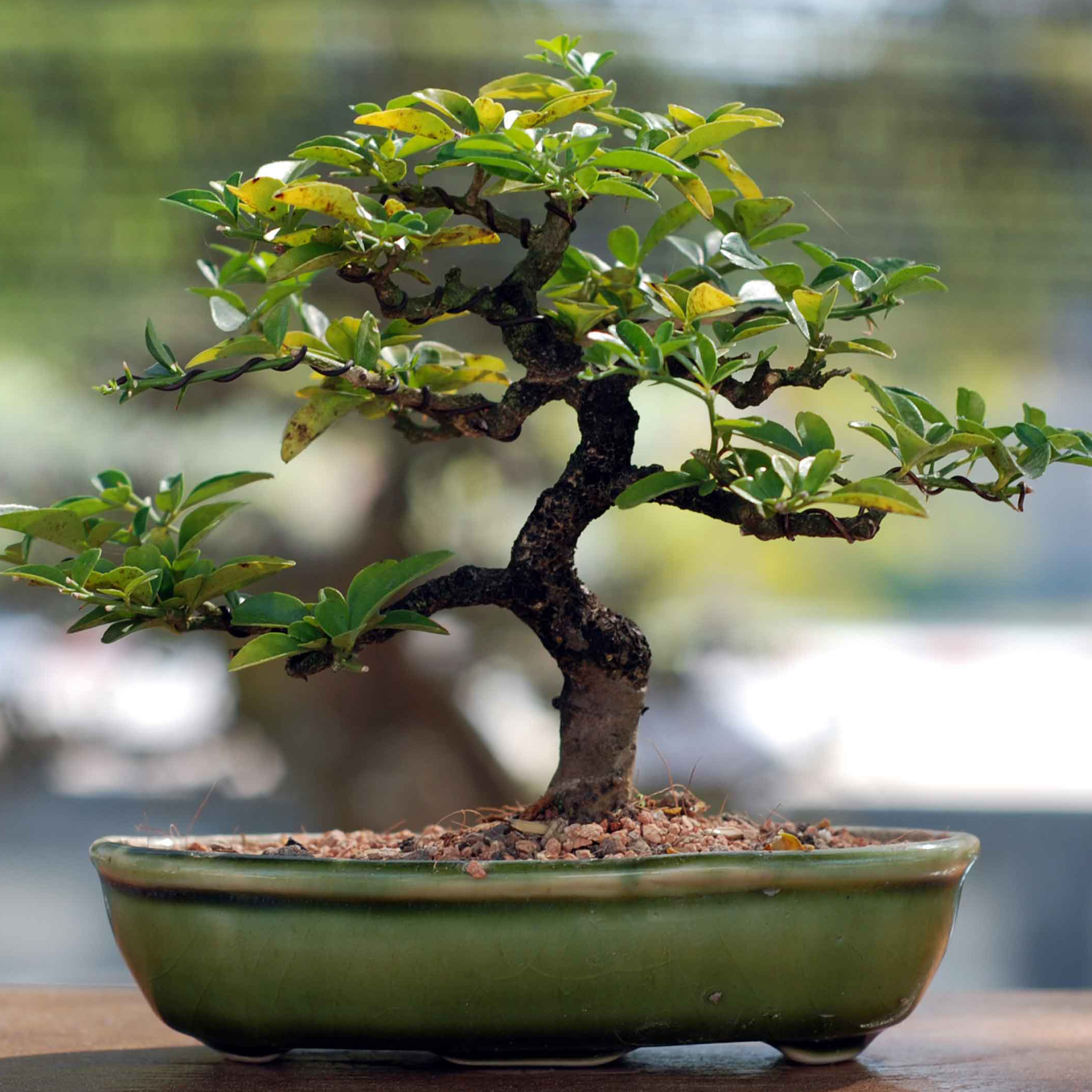 Akadama 2,5 litres - terreau pour bonsaï - substrat pour bonsaï - terreau  professionnel - terreau spécifique