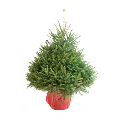 Kerstboom Epicéa gekapt - A-kwaliteit - ↕125-150cm