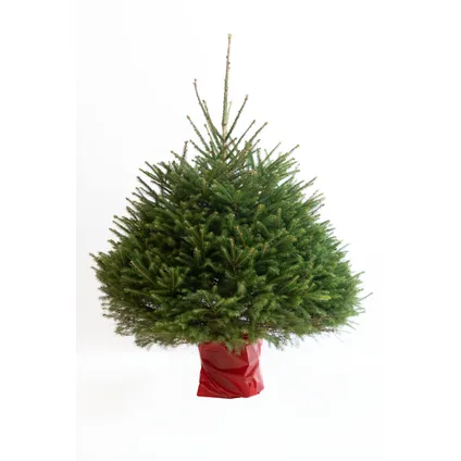 Kerstboom Epicéa gekapt - A-kwaliteit - ↕125-150cm 2