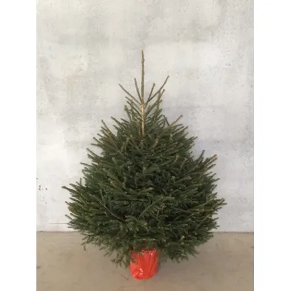 Kerstboom Epicéa gekapt - A-kwaliteit - ↕125-150cm 3