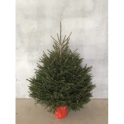 Kerstboom Epicéa gekapt - A-kwaliteit - ↕150-175cm 2