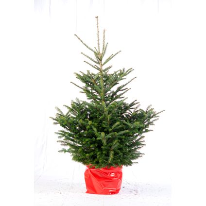 Kerstboom Fraserspar in pot - A-kwaliteit - ↕125-150cm