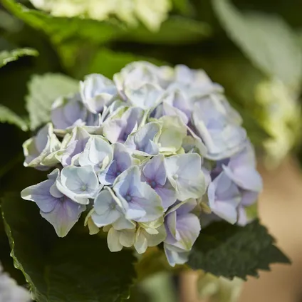 Engrais bleuissant hortensias Compo 800g 2