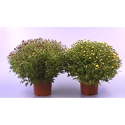 Bolchrysant (Chrysanthemum Indicum) ⌀19cm - ↕40-45cm