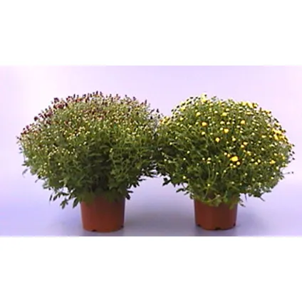Bolchrysant (Chrysanthemum Indicum) ⌀19cm - ↕40-45cm