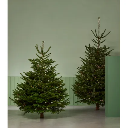 Central Park kerstboom Nordmann 125-150cm 2