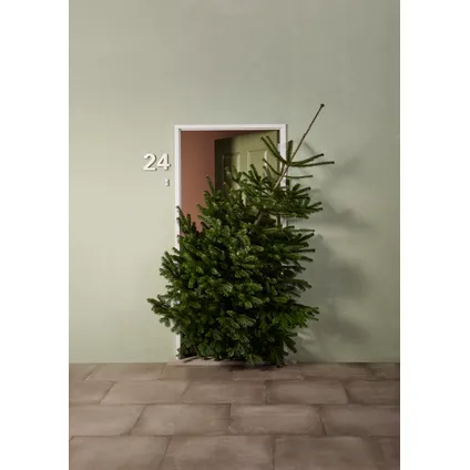 Kerstboom Nordmann in pot - A-kwaliteit - ↕125-150cm 5
