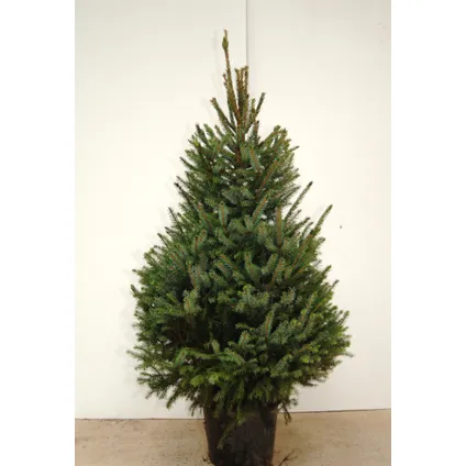 Central Park kerstboom Omorika 150-175cm 2