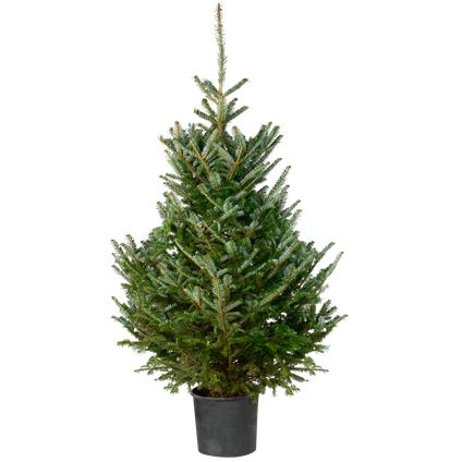 Kerstboom Fraserspar in pot - A-kwaliteit - ↕150-175cm