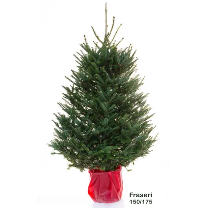 Kerstboom Fraserspar in pot - A-kwaliteit - ↕150-175cm 2