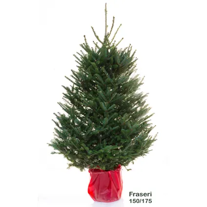 Kerstboom Fraserspar in pot - A-kwaliteit - ↕150-175cm 3