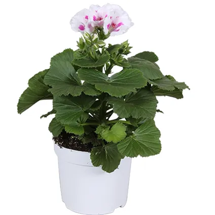 Geranium ooievaarsbek (Pelargonium) ⌀12cm - ↨30cm 3