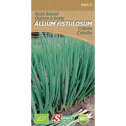 Oignon à botte Somers 'Allium fistulosum'