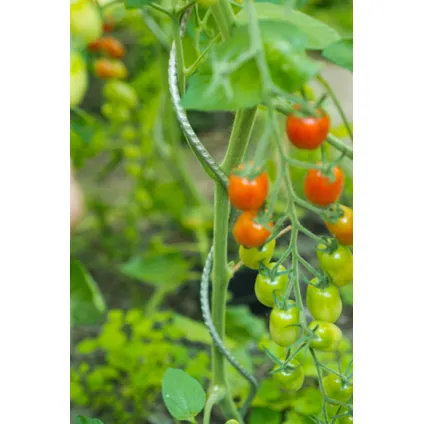 Nature tomatensteun verzinkt, spiraalvormig H180cmxØ6,8mm 4