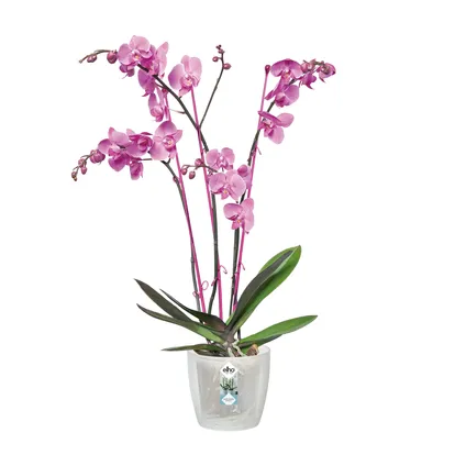 Elho bloempot brussels orchidee Ø12,5cm transparant 6