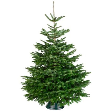 Kerstboom Nordmann gekapt - A-kwaliteit - ↕175-200cm