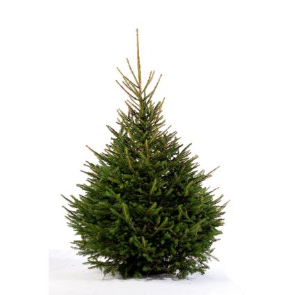 Kerstboom Epicéa gekapt - A-kwaliteit - ↕150-200cm