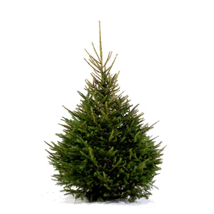 Kerstboom Epicéa gekapt - A-kwaliteit - ↕150-200cm 2