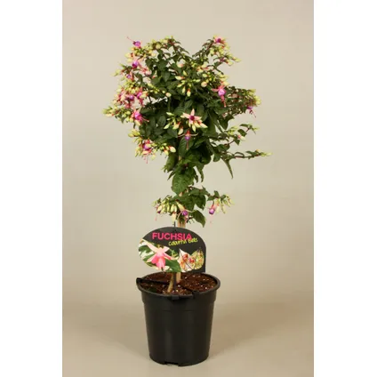 Bellenplant (Fuchsia) op stam ⌀19cm - ↕70cm 2