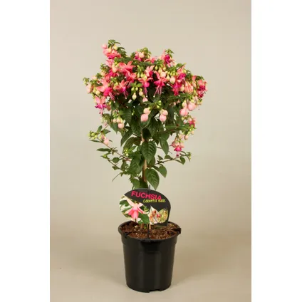 Bellenplant (Fuchsia) op stam ⌀19cm - ↕70cm 3