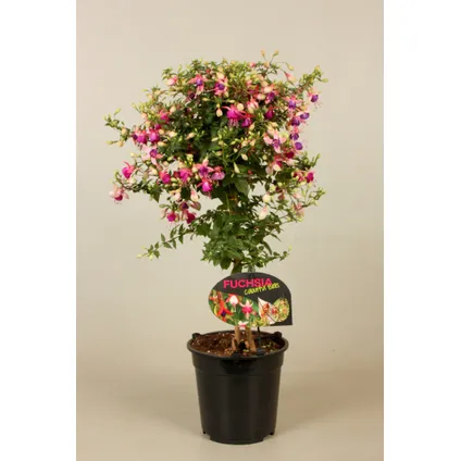 Bellenplant (Fuchsia) op stam ⌀19cm - ↕70cm 4