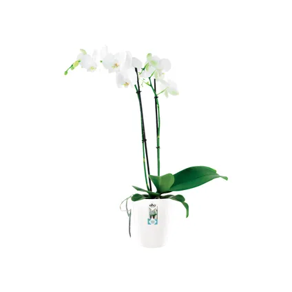 Pot de fleurs Elho brussels diamond Ø12,5cm blanc 3