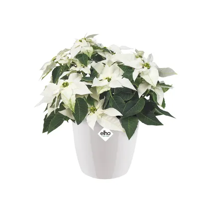 Pot de fleurs Elho brussels diamond rond Ø14cm blanc 4