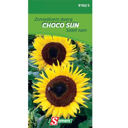 Sachet graines soleil nain Somers 'Choco Sun'