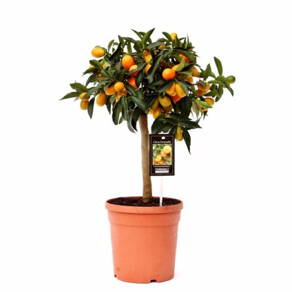 Kumquatboom (Citrus Japonica Kumquat) potmaat 20cm h 60cm