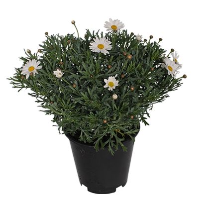 Struikmargriet (Argyranthemum Frutescens) potmaat 19cm h 35cm