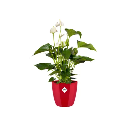 Pot de fleurs Elho brussels diamond ovale Ø18cm lovely rouge 2
