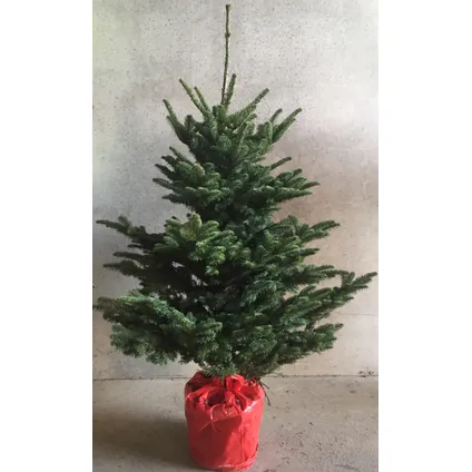 Central Park kerstboom Nobilis 125-150cm 2