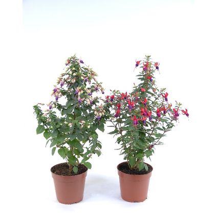 Bellenplant (Fuchsia Pyramide) roze ⌀17cm ↕60cm