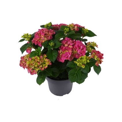 Hortensia (Hydrangea Macrophilla) – kleur (kies in winkel- Potmaat 23cm – hoogte 40cm
