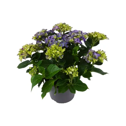 Hortensia (Hydrangea Macrophilla) – kleur (kies in winkel- Potmaat 23cm – hoogte 40cm 10