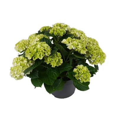 Hortensia (Hydrangea Macrophilla) – kleur (kies in winkel- Potmaat 23cm – hoogte 40cm 11