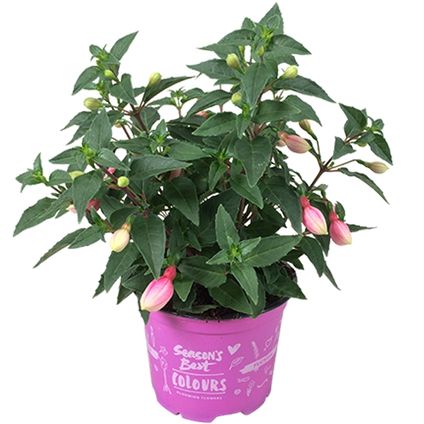 Bellenplant (Fuchsia) diversen potmaat 12cm h 20cm