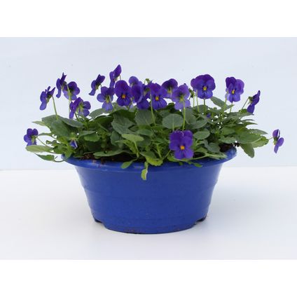 Buitenplant Viola F1 in schaal diverse kleuren