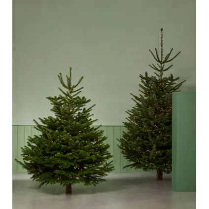 Kerstboom Nordmann gezaagd - A-kwaliteit - ↕150-175cm 5